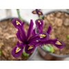 Kosatec sieťkovaný 'J.S. Dijt' -  Iris reticulata 'J.S.Dijt'