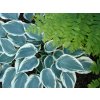 Hosta 'El Nino' - Hosta 'El Nino'