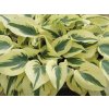 Hosta 'Firn Line' - Hosta 'Firn Line'