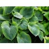 Hosta 'Olive Bailey Langdon'- Hosta 'Olive Bailey Langdon'