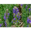 Yzop lékařský - Hyssopus officinalis