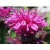 Monarda x hybr 'Bee-True' - Monarda x hybr 'Bee-True'
