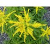 Zlatobyľ x hybr. 'Strahlenkrone' - Solidago x hybr. 'Strahlenkrone'