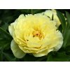 Pivonka itoh 'Yellow Crown' - Paeonia itoh 'Yellow Crown'
