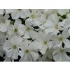 Flox metlinatý 'Early® White' - Phlox paniculata 'Early® White'