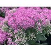 Rozchodník nádherný 'Pride and Joy' - Sedum spectabile 'Pride and Joy'