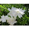 Flox šidlolistý 'Maischnee' - Phlox subulata 'Maischnee'