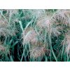 Proso prútnaté 'Dallas Blues' - Panicum virgatum 'Dallas Blues'