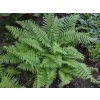 Papraďovec štetinatý 'Plumosum' - Polystichum setiferum 'Plumosum'