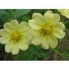 Nátržník priama - Potentilla recta