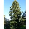 Jedľa biela  Abies alba