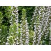 Akant mäkký 'Rue Ledan' - Acanthus mollis 'Rue Ledan'