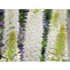 Fakľa 'Tropical Dream' - Eremurus isabellinus 'Tropical Dream'