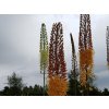 Fakľa 'Rumba' - Eremurus isabellinus 'Rumba'