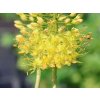 Fakľa 'Solid Yellow' - Eremurus isabellinus 'Solid Yellow'