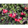 Medvedica lekárska - Arctostaphylos uva-ursi