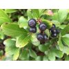 Arónia čiernoplodá 'Revontuli Mound'