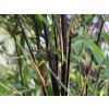 Fargesia jiuzhaigou 'Deep Purple'/Bambus  Fargesia jiuzhaigou 'Deep Purple'