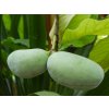 Ásimina trojlaločná 'Mitchell'  Asimina triloba 'Mitchell'