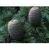 cedrus glauca2