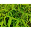 Fargesie nitida 'Gansu'/Bambus  Fargesia nitida 'Gansu'