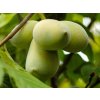 Ásimina trojlaločná 'Sweet Alice'  Asimina triloba 'Sweet Alice'