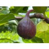 Figovník obyčajný 'Fignomenal'  Ficus carica 'Fignomenal'