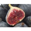 Figovník obyčajný 'Noir de Bellone'  Ficus carica 'Noir de Bellone'