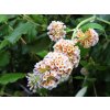 Budleja Weyerova 'Lady the Ramsay'  Buddleja weyeriana 'Lady the Ramsay'