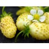 Jahoda 'White Delight'  Fragaria vesca 'White Delight'