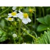 Jahoda 'White Delight'  Fragaria vesca 'White Delight'