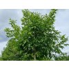 Orech kráľovský 'Buccaneer' - kontajner  Juglans regia 'Buccaneer'