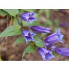 Horec tolitovitý - Gentiana asclepiadea  Gentiana asclepiadea