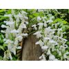Vistéria čínska 'Jako'  Wisteria sinensis 'Jako'
