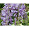 Vistéria 'Issai Perfect'  Wisteria formosa 'Issai Perfect'
