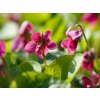 Fialka voňavá 'Rubriflora' - Viola odorata 'Rubriflora'  Viola odorata 'Rubriflora'