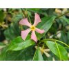 Jasmínovník vonný 'Pink Air'  Trachelospermum asiaticum 'Pink Air'