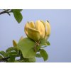 Magnólia 'Kinju'  Magnolia acuminata 'Kinju'