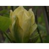 Magnolia 'Ossie’s Yellow'  Magnolia 'Ossie’s Yellow'