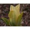 Magnolia 'Ossie’s Yellow'  Magnolia 'Ossie’s Yellow'