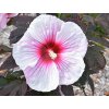 Ibištek bahenný 'Kopper King'  Hibiscus 'Kopper King'
