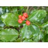Cezmína Meserveova 'Magical Amore Rosso'®  Ilex meserveae 'Magical Amore Rosso'®