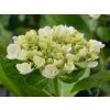 Hortenzia kalinolistá Hovaria® 'Holibel'  Hydrangea m. 'Hovaria® Holibel'