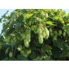Chmeľ obyčajný 'Cascade'  Humulus lupulus 'Cascade'