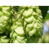 Chmeľ obyčajný 'Centennial'  Humulus lupulus 'Centennial'