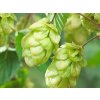 Chmel otáčivý 'Nordbrau'  Humulus lupulus 'Nordbrau'