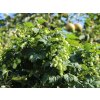 Chmeľ obyčajný 'Hersbrucker'  Humulus lupulus 'Hersbrucker'