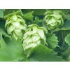 Chmeľ obyčajný 'Magnum'  Humulus lupulus 'Magnum'