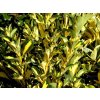 Bršlen japonský 'Aureopictus'  Euonymus japonicus 'Aureopictus'