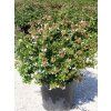 Abélia veľkokvetá 'Compacta'  Abelia grandiflora 'Compacta'